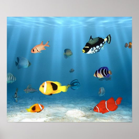 oceanen van vis poster (Voorkant)