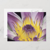 Oceanië, Fiji, Paarse Panama Pacifica Nymphea Briefkaart (Voorkant / Achterkant)