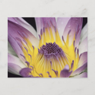 Oceanië, Fiji, Paarse Panama Pacifica Nymphea Briefkaart