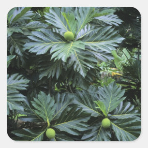 Oceanië, het zuidelijke deel van de Stille Oceaan Vierkante Sticker