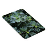 Oceanië, Zuid-Pacific, Frans-Polynesië, Magneet (Rechterzijde)
