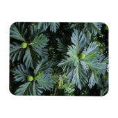 Oceanië, Zuid-Pacific, Frans-Polynesië, Magneet (Horizontaal)