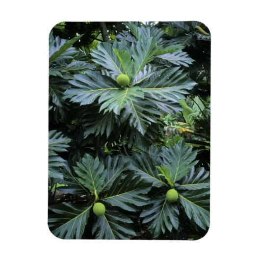Oceanië, Zuid-Pacific, Frans-Polynesië, Magneet (Verticaal)