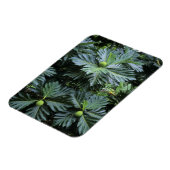 Oceanië, Zuid-Pacific, Frans-Polynesië, Magneet (Linkerzijde)
