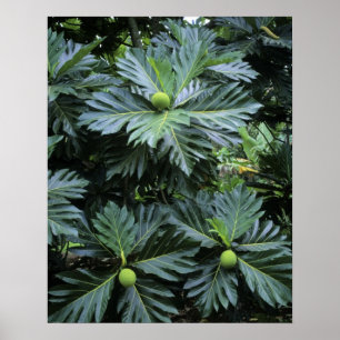 Oceanië, Zuid-Pacific, Frans-Polynesië, Poster