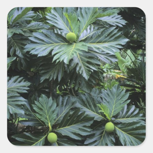Oceanië, Zuid-Pacific, Frans-Polynesië, Vierkante Sticker (Voorkant)