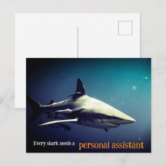 Oceanische zwartpunthaai onder water feestdagenkaart (Voorkant / Achterkant)