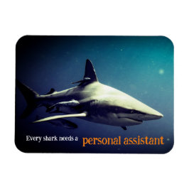 Oceanische zwartpunthaai onder water magneet