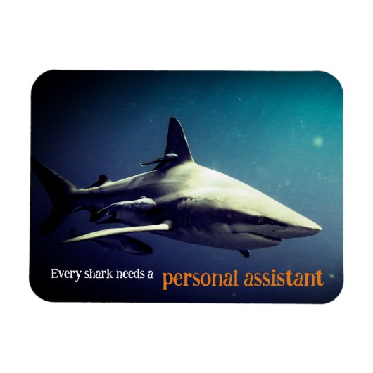 Oceanische zwartpunthaai onder water magneet (Horizontaal)