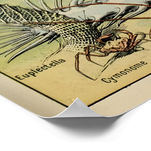 Oceanografia Adolphe Millot Le Larousse Pour Tous Poster (Hoek)