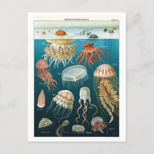 Oceanografie Jellyfish Poster Briefkaart