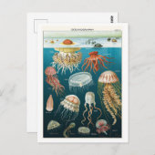  Oceanografie Jellyfish Poster Briefkaart (Voorkant / Achterkant)