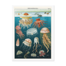  Oceanografie Jellyfish Poster