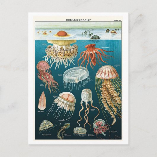  Oceanografie Jellyfish Poster Briefkaart (Voorkant)
