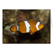 Ocellaris Clownfish (Voorkant Horizontaal)