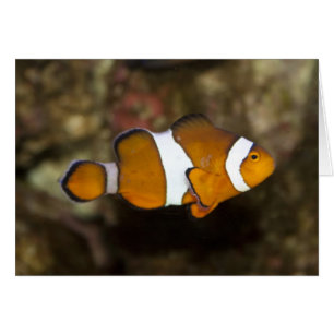 Ocellaris Clownfish