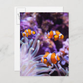 Ocellaris Clownfish | Amphiprion Ocellaris Briefkaart (Voorkant / Achterkant)