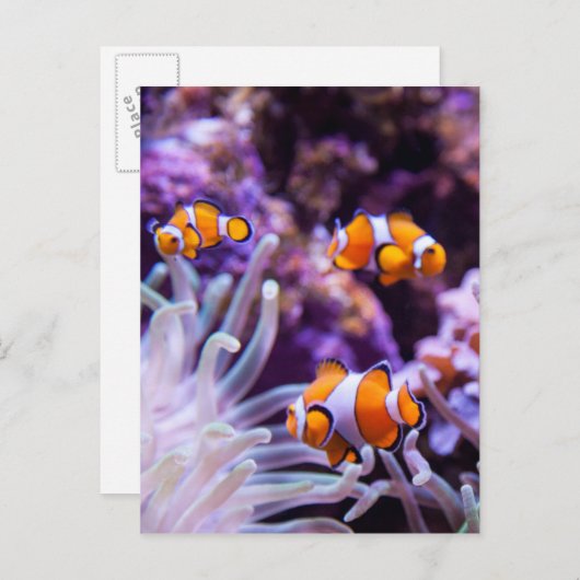 Ocellaris Clownfish | Amphiprion Ocellaris Briefkaart (Voorkant / Achterkant)