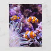 Ocellaris Clownfish | Amphiprion Ocellaris Briefkaart (Voorkant)