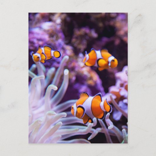 Ocellaris Clownfish | Amphiprion Ocellaris Briefkaart (Voorkant)