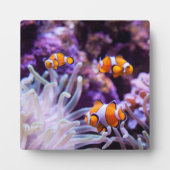Ocellaris Clownfish | Amphiprion Ocellaris Fotoplaat (Voorkant)
