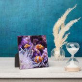 Ocellaris Clownfish | Amphiprion Ocellaris Fotoplaat (Insitu)