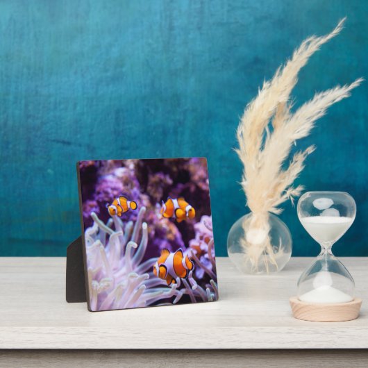 Ocellaris Clownfish | Amphiprion Ocellaris Fotoplaat (Insitu)
