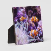 Ocellaris Clownfish | Amphiprion Ocellaris Fotoplaat (Voorkant)