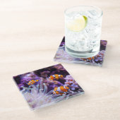 Ocellaris Clownfish | Amphiprion Ocellaris Glazen Onderzetter (Schuin)