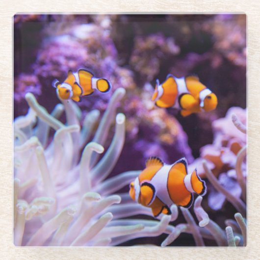 Ocellaris Clownfish | Amphiprion Ocellaris Glazen Onderzetter (Voorkant)