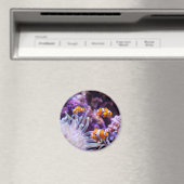 Ocellaris Clownfish | Amphiprion Ocellaris Magneet (Insitu (Vaatwasser))