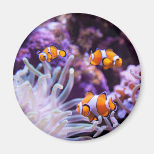 Ocellaris Clownfish   Amphiprion Ocellaris Magneet