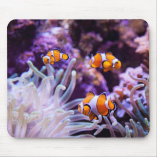 Ocellaris Clownfish   Amphiprion Ocellaris Muismat