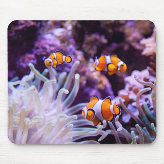 Ocellaris Clownfish | Amphiprion Ocellaris Muismat (Voorkant)