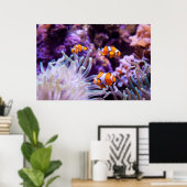 Ocellaris Clownfish | Amphiprion Ocellaris Poster (Thuiskantoor)