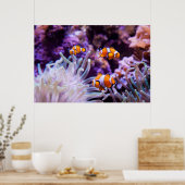 Ocellaris Clownfish | Amphiprion Ocellaris Poster (Keuken)