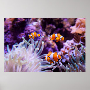Ocellaris Clownfish   Amphiprion Ocellaris Poster