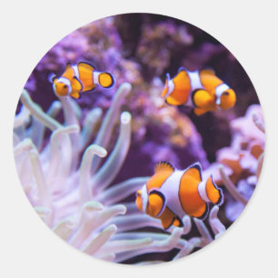 Ocellaris Clownfish   Amphiprion Ocellaris Ronde Sticker