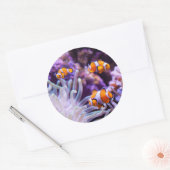 Ocellaris Clownfish | Amphiprion Ocellaris Ronde Sticker (Envelop)