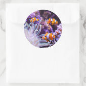 Ocellaris Clownfish | Amphiprion Ocellaris Ronde Sticker (Tas)