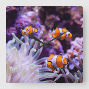Ocellaris Clownfish   Amphiprion Ocellaris Vierkante Klok