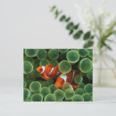 Ocellaris Clownfish Briefkaart (Staand voorkant)