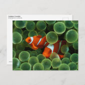 Ocellaris Clownfish Briefkaart (Voorkant / Achterkant)