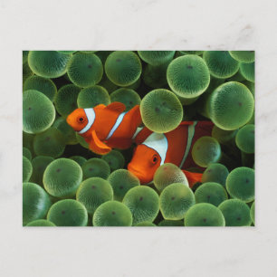 Ocellaris Clownfish Briefkaart