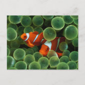 Ocellaris Clownfish Briefkaart (Voorkant)