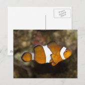 Ocellaris Clownfish Briefkaart (Voorkant / Achterkant)