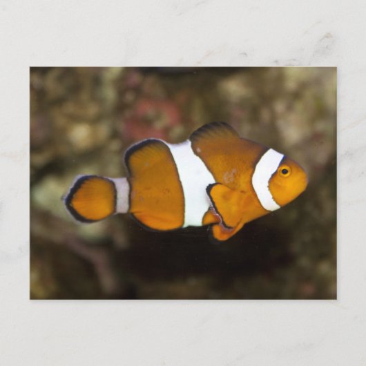 Ocellaris Clownfish Briefkaart (Voorkant)