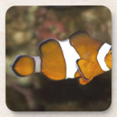 Ocellaris Clownfish Drankjes Onderzetter (Voorkant)