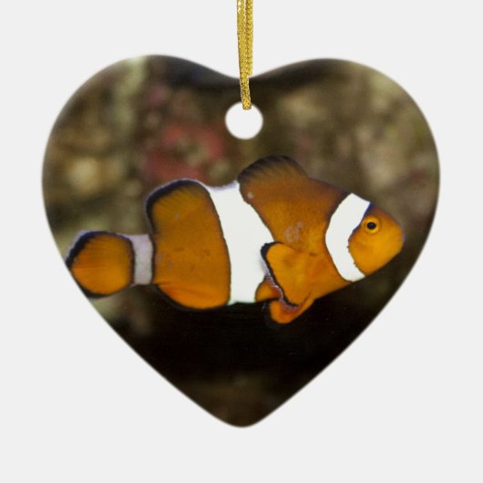 Ocellaris Clownfish Keramisch Ornament (Voorkant)