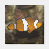 Ocellaris Clownfish Magneet (Voorkant)